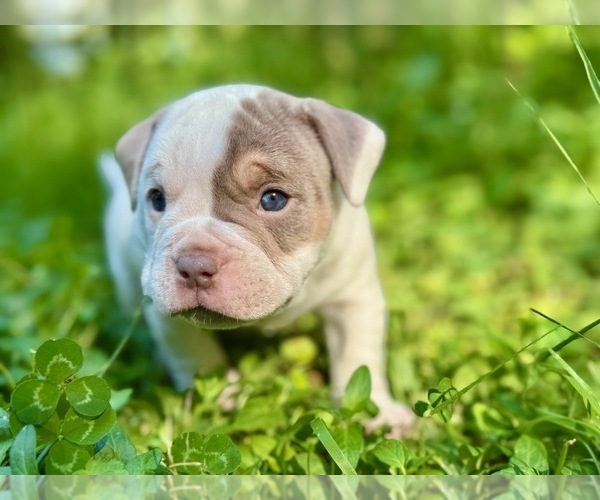 Medium Photo #2 American Bully Puppy For Sale in PORTLAND, OR, USA