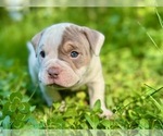 Small Photo #2 American Bully Puppy For Sale in PORTLAND, OR, USA