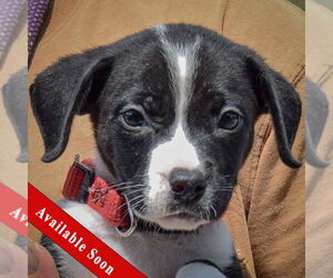 Medium Border Collie Mix