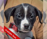 Small Border Collie Mix