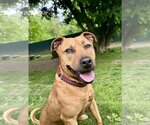 Small #4 American Staffordshire Terrier-Rhodesian Ridgeback Mix
