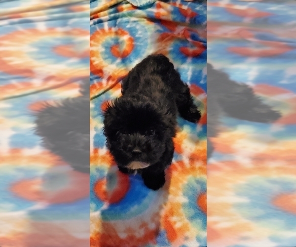 Medium Photo #4 Morkie Puppy For Sale in DELTONA, FL, USA