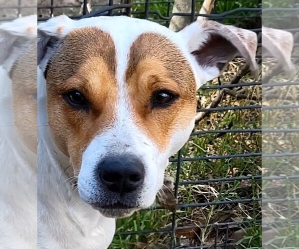 Medium Photo #4 Mutt Puppy For Sale in Spring, TX, USA