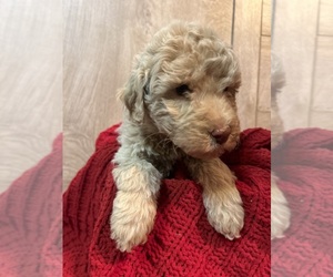Goldendoodle-Poodle (Standard) Mix Puppy for sale in TRAFFORD, AL, USA