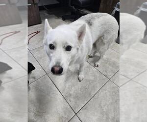 Siberian Husky Dogs for adoption in Temple, TX, USA