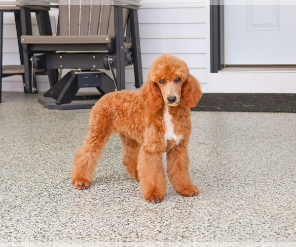 Medium Photo #5 Poodle (Miniature) Puppy For Sale in SYRACUSE, IN, USA