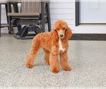 Small #4 Poodle (Miniature)