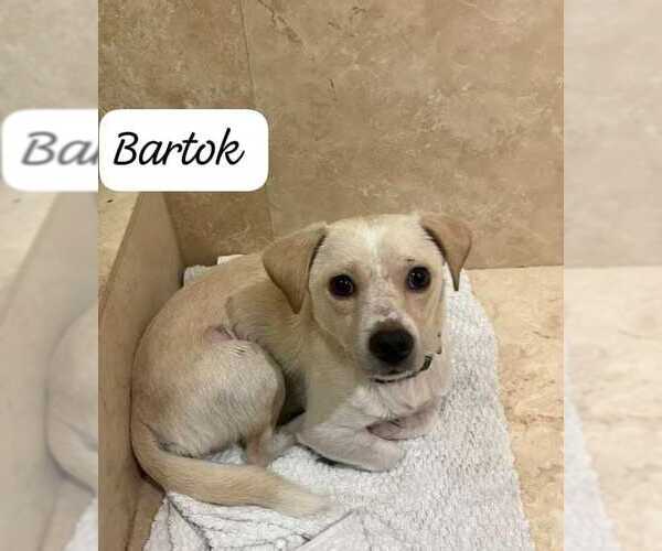 Medium Photo #3 Chihuahua-Unknown Mix Puppy For Sale in NYC, NY, USA