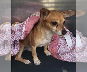 Chihuahua-Unknown Mix Dogs for adoption in San Antonio, TX, USA