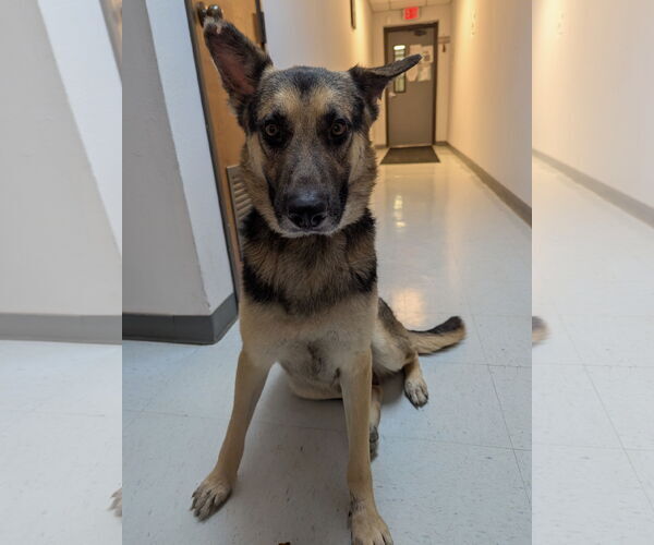 Medium Photo #1 German Shepherd Dog-Unknown Mix Puppy For Sale in Euless, TX, USA