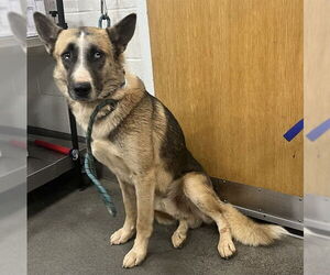 Medium German Shepherd Dog Mix