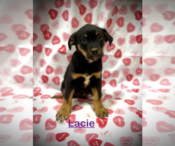 Medium Photo #2 Mutt Puppy For Sale in Mooresville, NC, USA