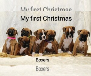 Boxer Puppy for Sale in LOYAL, Wisconsin USA