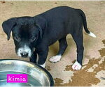 Small #3 Border Collie Mix
