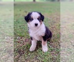 Image preview for Ad Listing. Nickname: Elliot