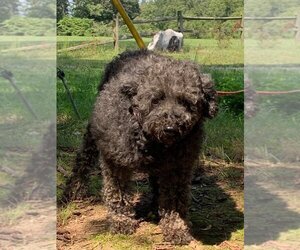 Poodle (Miniature) Dogs for adoption in HOPKINSVILLE/PRINCETON, KY, NH, USA