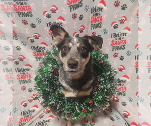 Mutt Dogs for adoption in FAIRLAWN, OH, USA