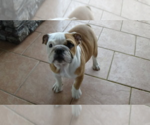 English Bulldog Puppy for Sale in LAKE HAVASU CITY, Arizona USA