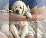 Small #8 Labrador Retriever