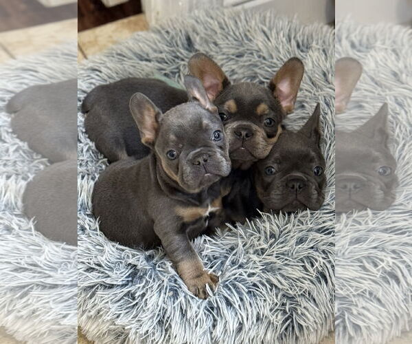 Medium Photo #3 French Bulldog Puppy For Sale in Fair Oaks, CA, USA