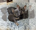 Small #2 French Bulldog