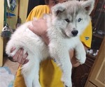 Small Photo #8 Siberian Husky Puppy For Sale in ASHLAND, MO, USA