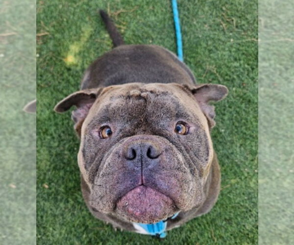 Medium Photo #4 Bulldog-Unknown Mix Puppy For Sale in Lakewood, CO, USA