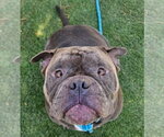 Small #3 Bulldog Mix