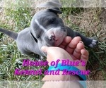 Small #10 American Pit Bull Terrier