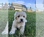 Puppy 2 Maltipoo-Poodle (Toy) Mix