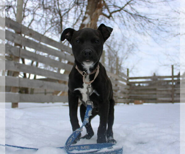 Medium Photo #2 Mutt Puppy For Sale in New London, WI, USA