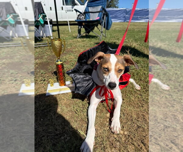 Medium Photo #2 Jack Russell Terrier Puppy For Sale in Evansville, IN, USA