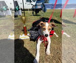 Small Photo #2 Jack Russell Terrier Puppy For Sale in Evansville, IN, USA