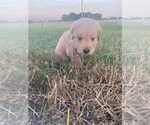 Small Photo #5 Golden Retriever Puppy For Sale in CHINA SPRING, TX, USA