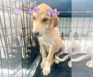 Medium Labrador Retriever-Retriever  Mix