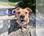 Small #9 American Pit Bull Terrier Mix