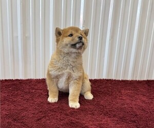 Shiba Inu Puppy for sale in CURTISS, WI, USA