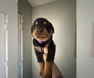 Medium Rottweiler