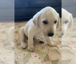 Small Photo #8 Labrador Retriever Puppy For Sale in SHERIDAN, WY, USA