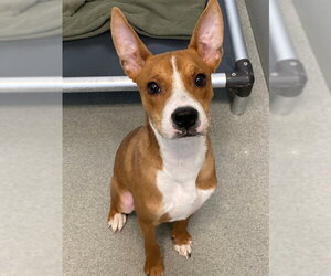 Mutt Dogs for adoption in Fayetteville, NC, USA