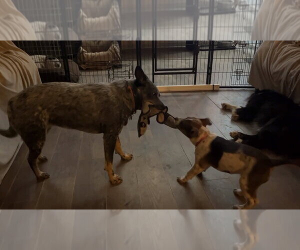 Medium Photo #4 Mutt Puppy For Sale in Garden City, NY, USA