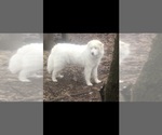 Small Photo #16 Great Pyrenees Puppy For Sale in HAWKINSVILLE, GA, USA