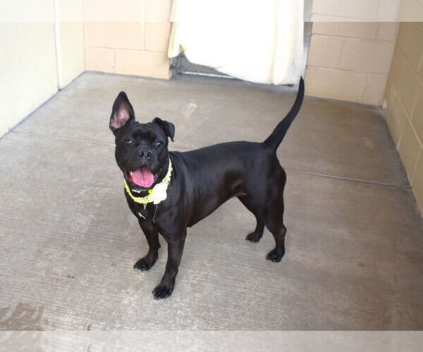 Medium Photo #3 American Pit Bull Terrier-Unknown Mix Puppy For Sale in McKinney, TX, USA