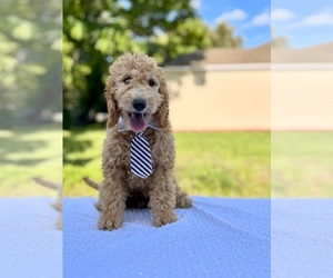 Goldendoodle Puppy for sale in APOPKA, FL, USA