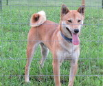 Small Photo #1 Shiba Inu Puppy For Sale in BLUFORD, IL, USA