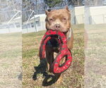 Small #2 American Pit Bull Terrier