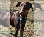 Small #1 Doberman Pinscher