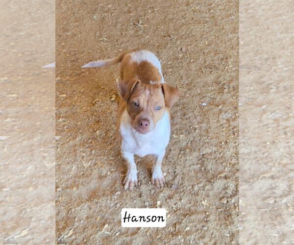 Medium Photo #3 Mutt Puppy For Sale in Granbury, TX, USA
