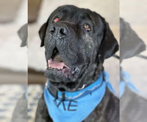 Mastiff Dogs for adoption in Goodyear, AZ, USA