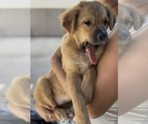 Medium Photo #2 Cocker Spaniel-Unknown Mix Puppy For Sale in Dana Point, CA, USA